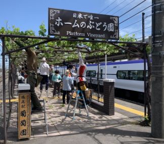 塩尻駅ホームのぶどう園で、メルローとナイアガラの誘引結束・芽欠き作業を実施